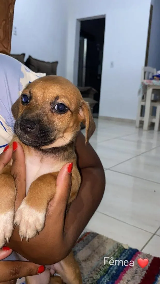 Cachorro raça SRD-ViraLata idade Abaixo de 2 meses nome não tem nome 