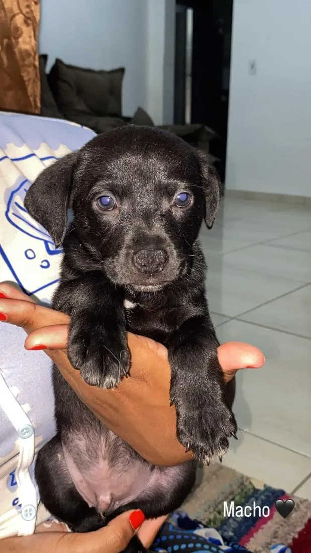 Cachorro raça SRD-ViraLata idade Abaixo de 2 meses nome não tem nome 