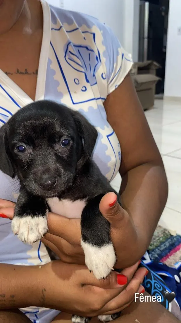 Cachorro raça SRD-ViraLata idade Abaixo de 2 meses nome não tem nome 