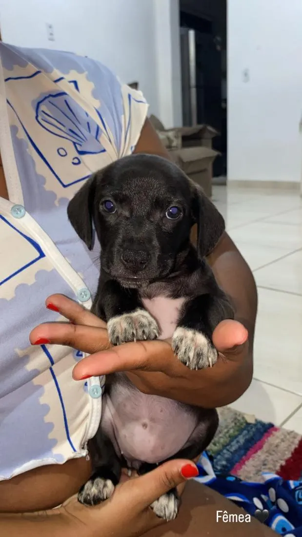 Cachorro raça SRD-ViraLata idade Abaixo de 2 meses nome não tem nome 