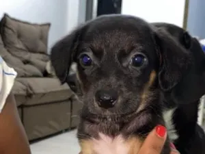 Cachorro raça SRD-ViraLata idade Abaixo de 2 meses nome não tem nome 