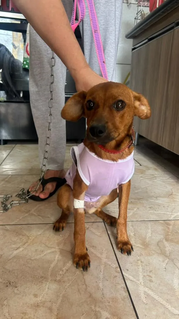 Cachorro raça SRD-ViraLata idade 1 ano nome Menina