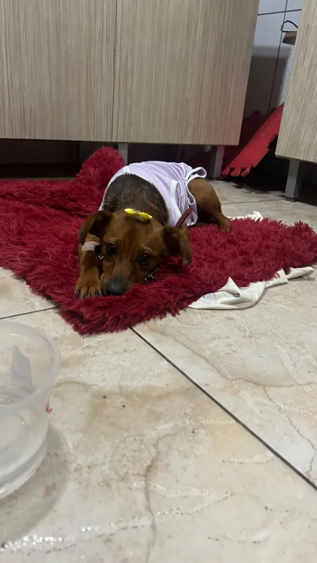 Cachorro raça SRD-ViraLata idade 1 ano nome Menina