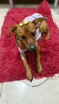Menina