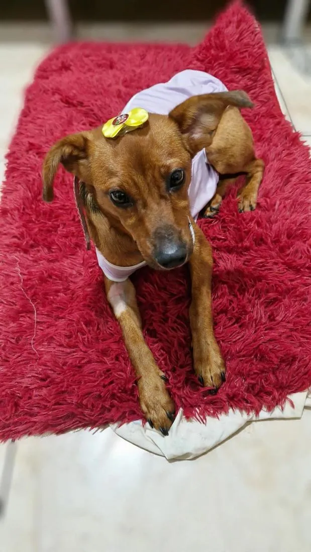 Cachorro raça SRD-ViraLata idade 1 ano nome Menina