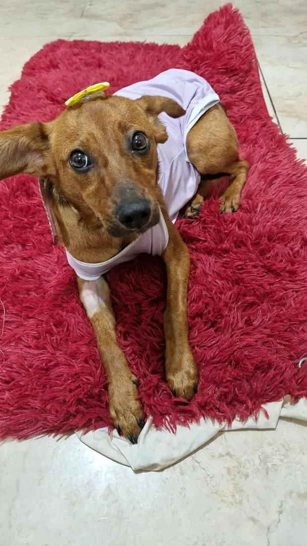 Cachorro raça SRD-ViraLata idade 1 ano nome Menina