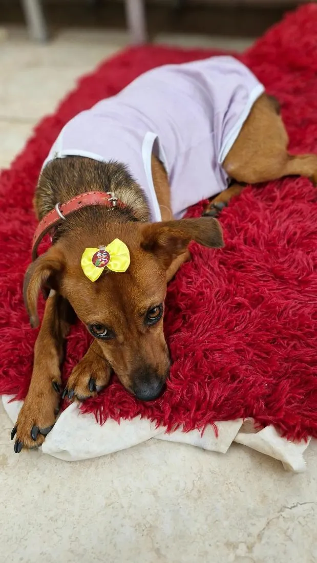Cachorro raça SRD-ViraLata idade 1 ano nome Menina