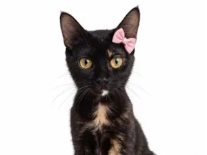 Gato raça SRD-ViraLata idade 1 ano nome Afrodite