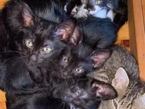 Gato raça SRD-ViraLata idade 2 a 6 meses nome não tem