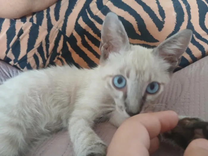 Gato raça SRD-ViraLata idade 2 a 6 meses nome chiquinho