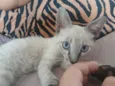 chiquinho