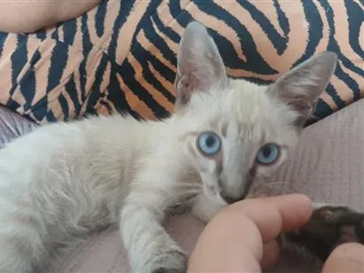 Gato raça SRD-ViraLata idade 2 a 6 meses nome chiquinho