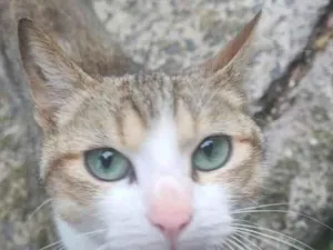 Gato raça SRD-ViraLata idade 7 a 11 meses nome Duck e Romeo 