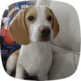 woody 