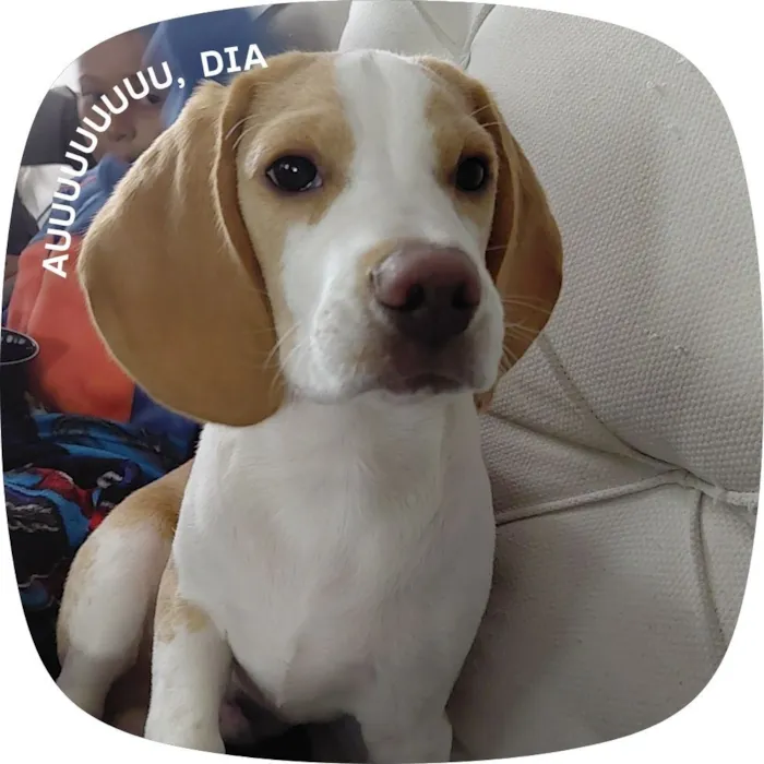 Cachorro raça Beagle idade 2 a 6 meses nome woody 