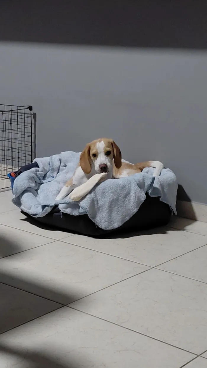 Cachorro raça Beagle idade 2 a 6 meses nome woody 