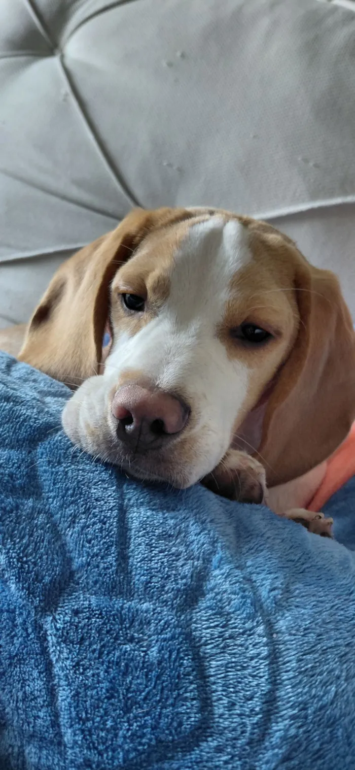 Cachorro raça Beagle idade 2 a 6 meses nome woody 