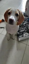 woody 