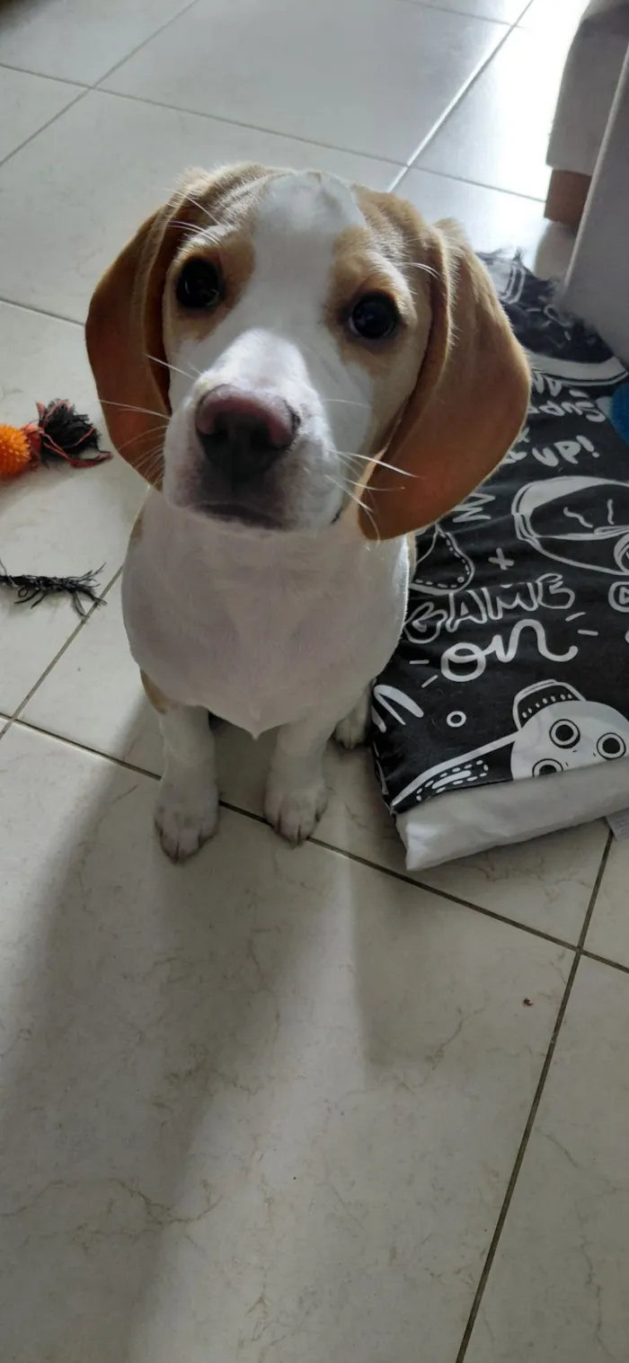 Cachorro raça Beagle idade 2 a 6 meses nome woody 