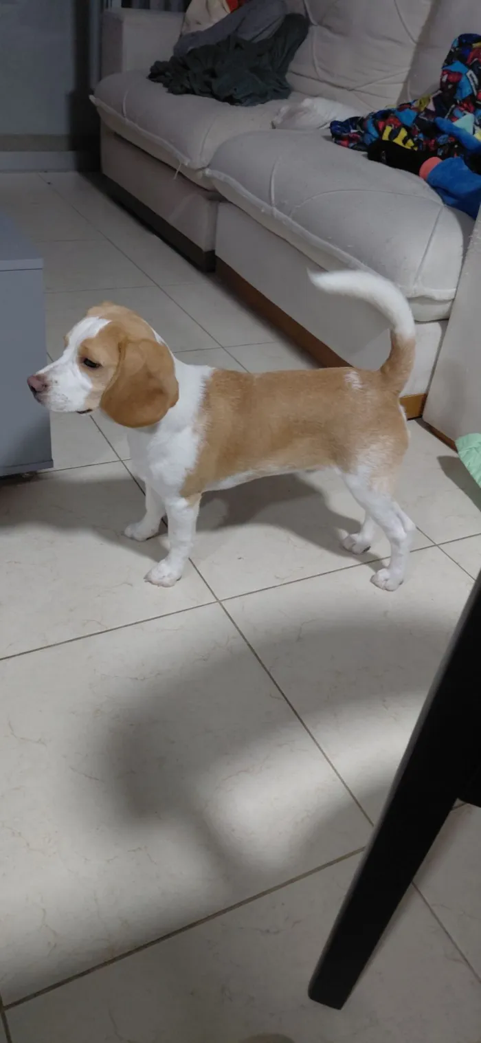 Cachorro raça Beagle idade 2 a 6 meses nome woody 