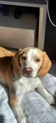 woody 