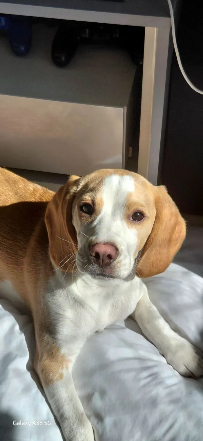 Cachorro raça Beagle idade 2 a 6 meses nome woody 