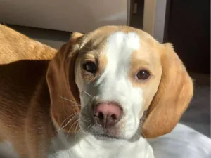 Cachorro raça Beagle idade 2 a 6 meses nome woody 
