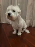 Duggee
