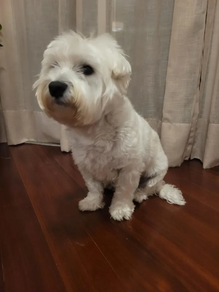 Cachorro raça West highland white terrier idade 4 anos nome Duggee