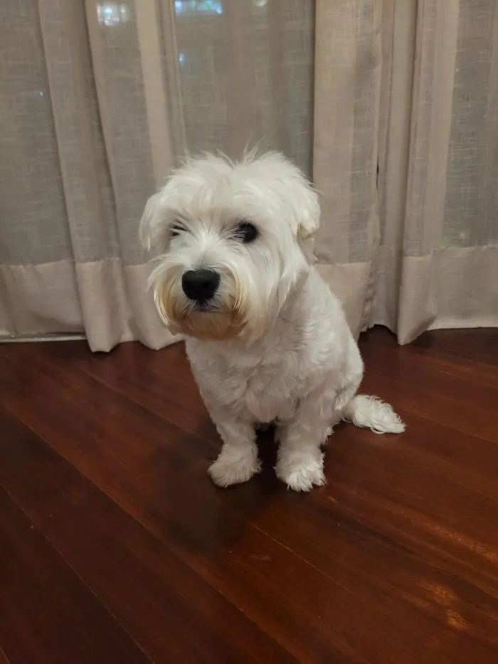 Cachorro raça West highland white terrier idade 4 anos nome Duggee
