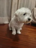 Duggee