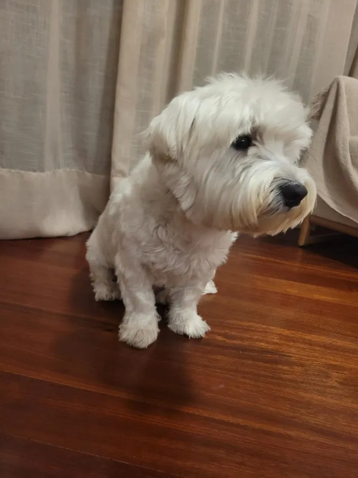 Cachorro raça West highland white terrier idade 4 anos nome Duggee