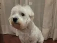 Duggee