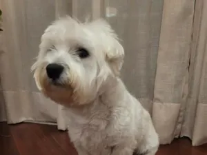 Cachorro raça West highland white terrier idade 4 anos nome Duggee