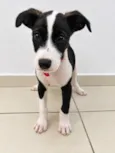 Léo 