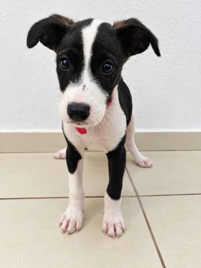 Cachorro raça SRD-ViraLata idade 2 a 6 meses nome Léo 