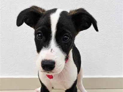 Cachorro raça SRD-ViraLata idade 2 a 6 meses nome Léo 