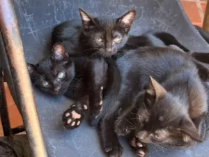 Gato raça SRD-ViraLata idade 2 a 6 meses nome Não tem nome ainda 