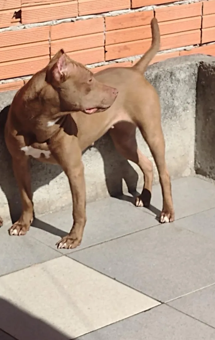 Cachorro raça Pit-Bull idade 2 anos nome Ravena 