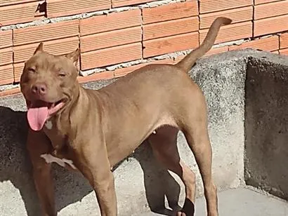 Cachorro raça Pit-Bull idade 2 anos nome Ravena 