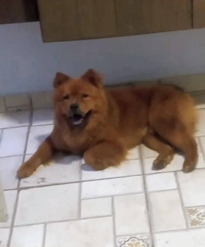 Cachorro raça SRD-ViraLata idade 4 anos nome Zion 
