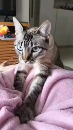 Gato raça SRD-ViraLata idade 2 anos nome Matilda