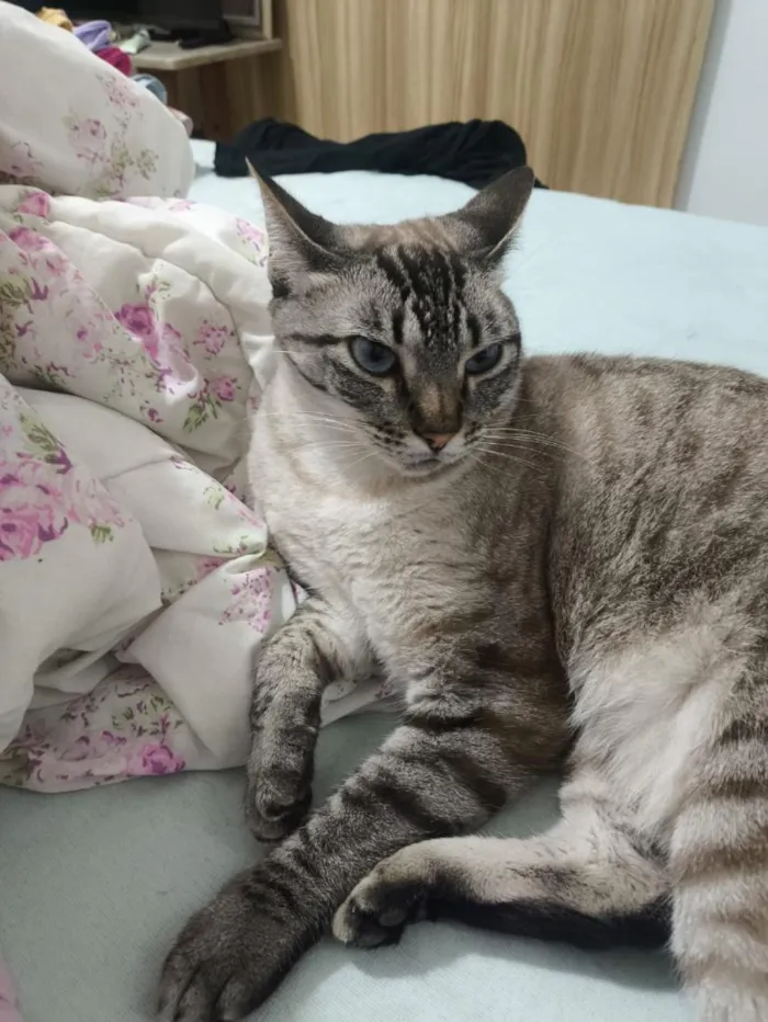 Gato raça SRD-ViraLata idade 2 anos nome Matilda