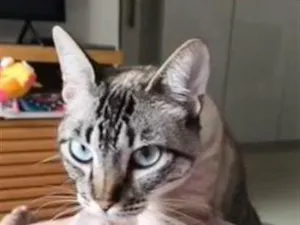 Gato raça SRD-ViraLata idade 2 anos nome Matilda
