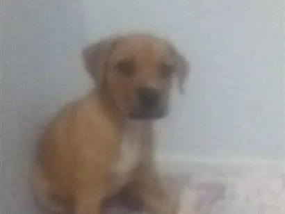 Cachorro raça Pit-Bull idade 2 a 6 meses nome Kyara