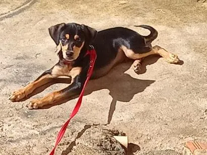 Cachorro raça SRD-ViraLata idade 7 a 11 meses nome Theo 