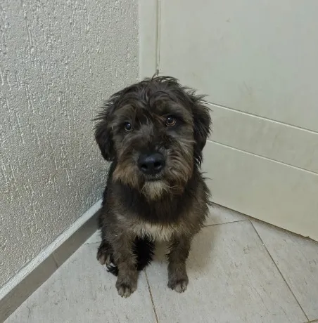 Cachorro raça SRD-ViraLata idade 1 ano nome Zeus