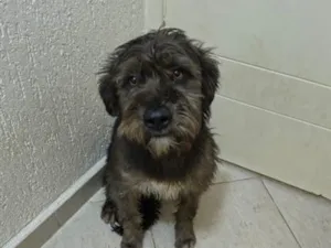 Cachorro raça SRD-ViraLata idade 1 ano nome Zeus