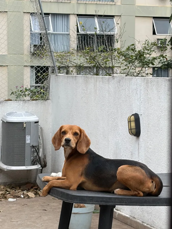 Cachorro raça SRD-ViraLata idade 1 ano nome Nabo