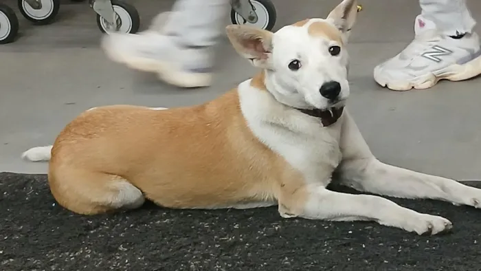 Cachorro raça SRD-ViraLata idade 1 ano nome bebêzinha sem nome ainda
